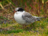 Tern arctic