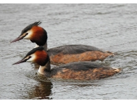 Great Crested Grebe: