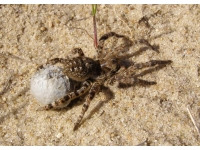Tarantula: عنکبوتی