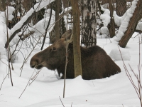 Elk v zime