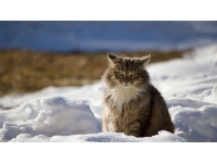 Macska télen a hóban: