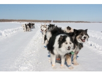 Huskies de Yakut
