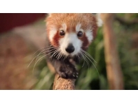 Panda Red: Little Panda