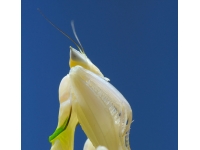 Mantis Orchid: