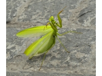 Ngbadura mantis
