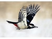 Chick Woodpecker: