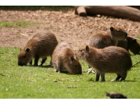Capibars