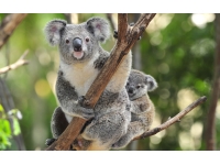 Koalaer