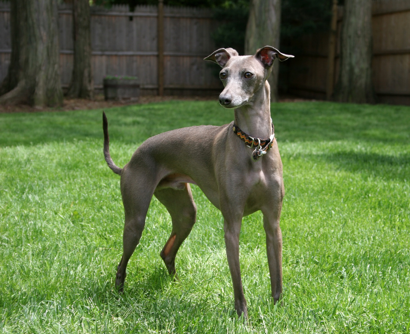 Greyhound italiana
