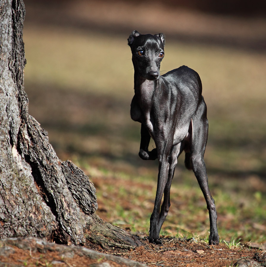 Greyhound Italyen