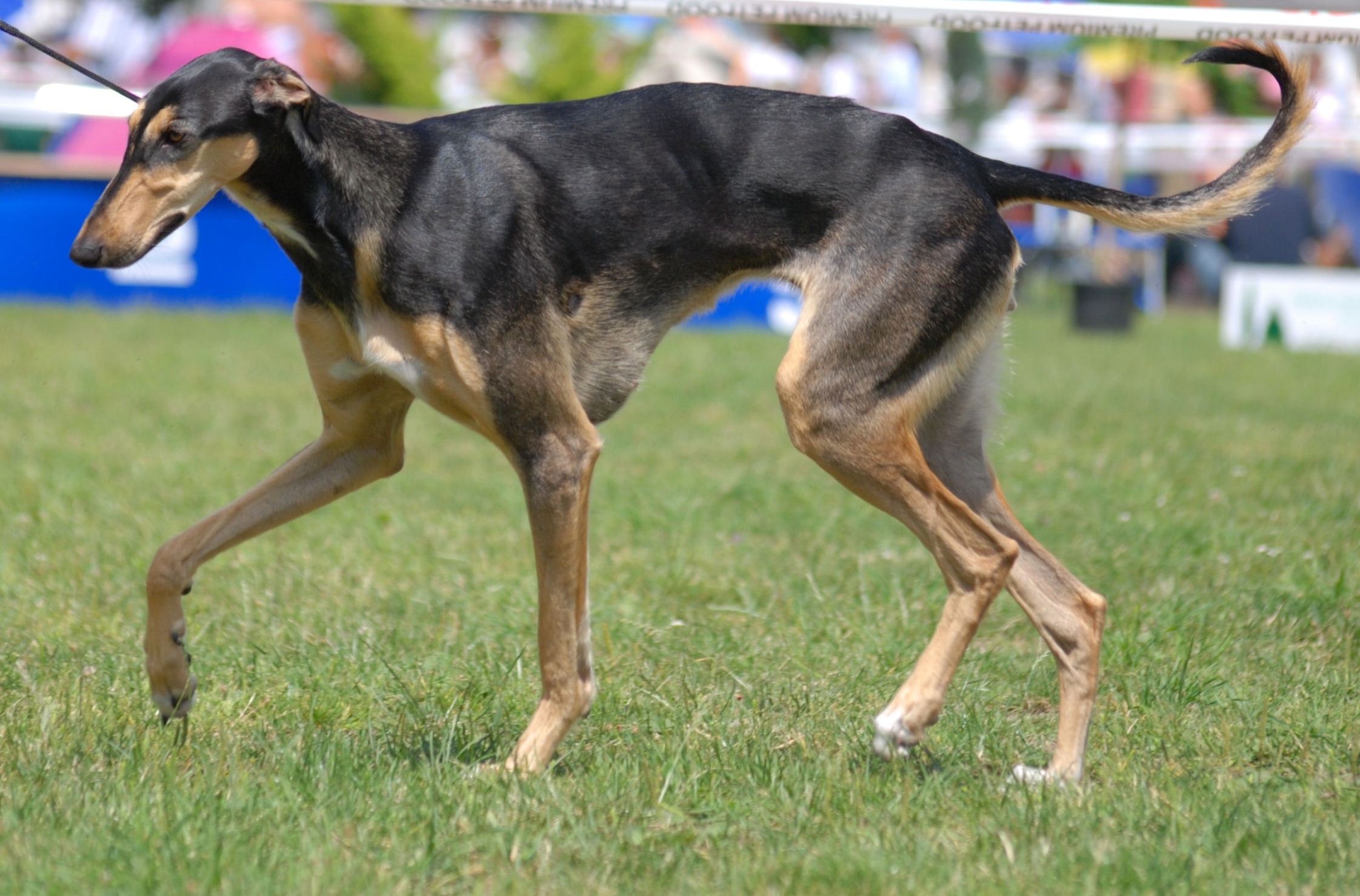 Greyhound Itali