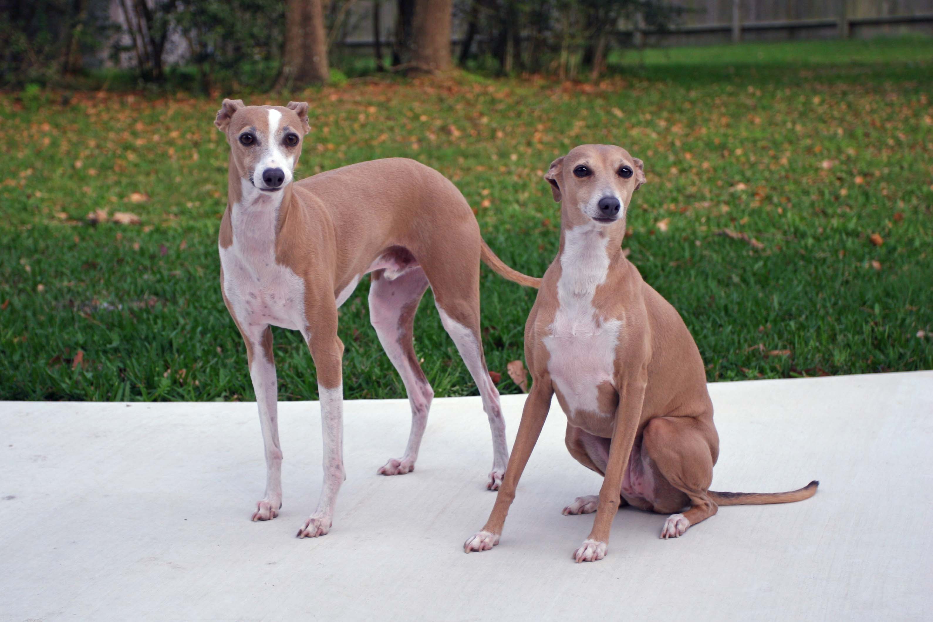 Greyhound Italyen