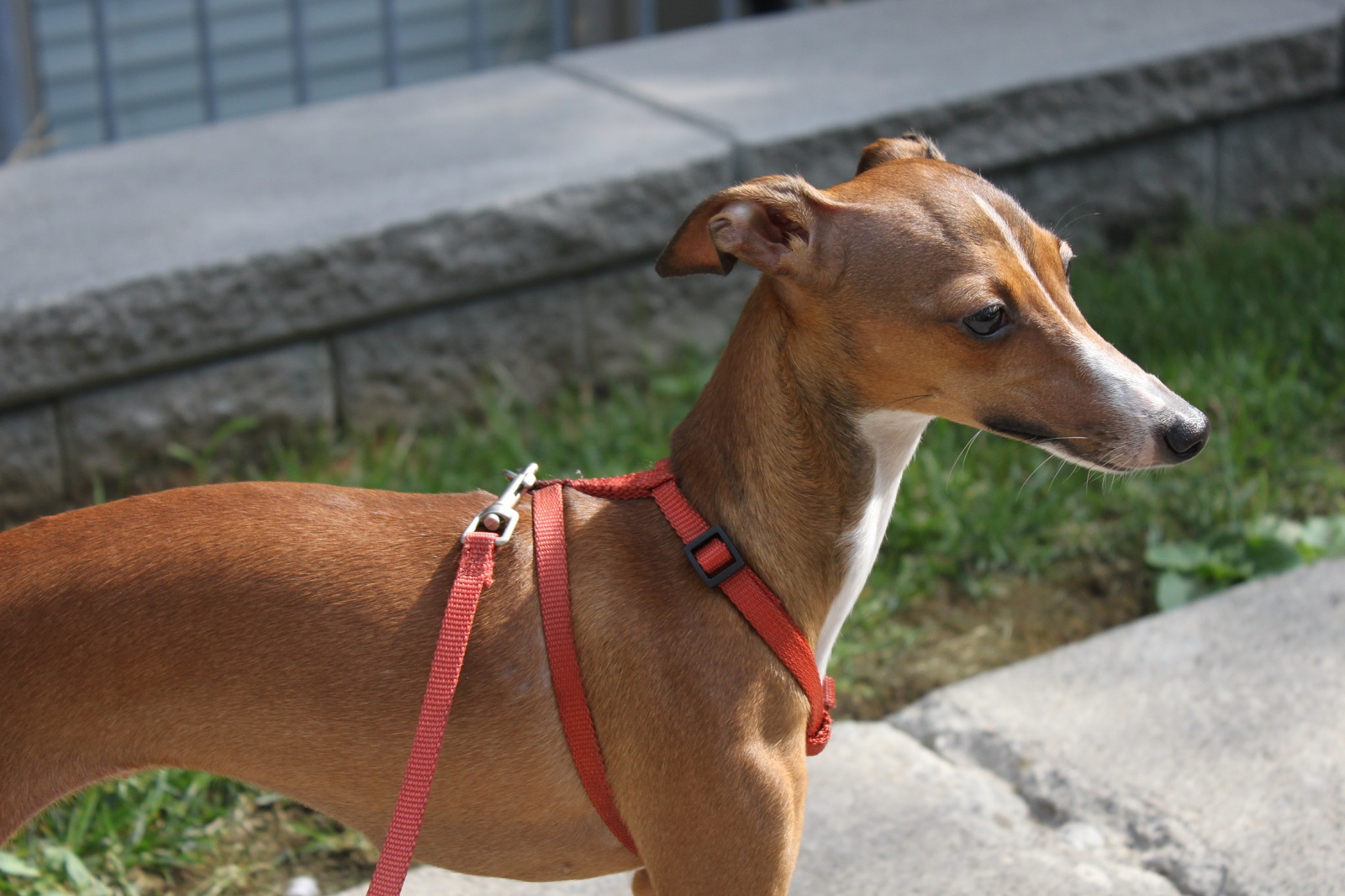Greyhound Italica