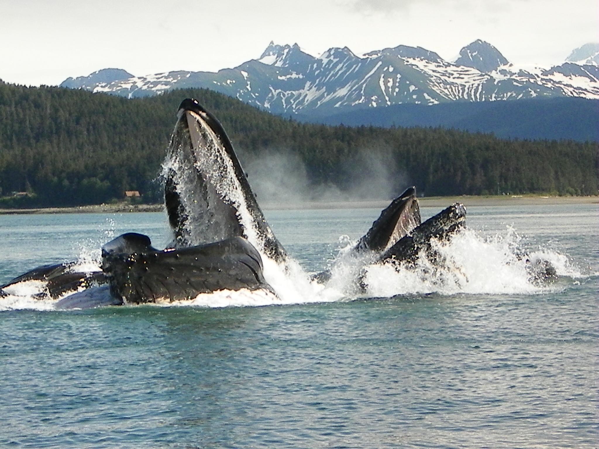 Humpback whale លេងនៅក្រោមទឹក