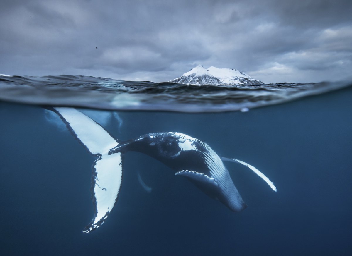 Imagen GIF: la ballena salta del agua.