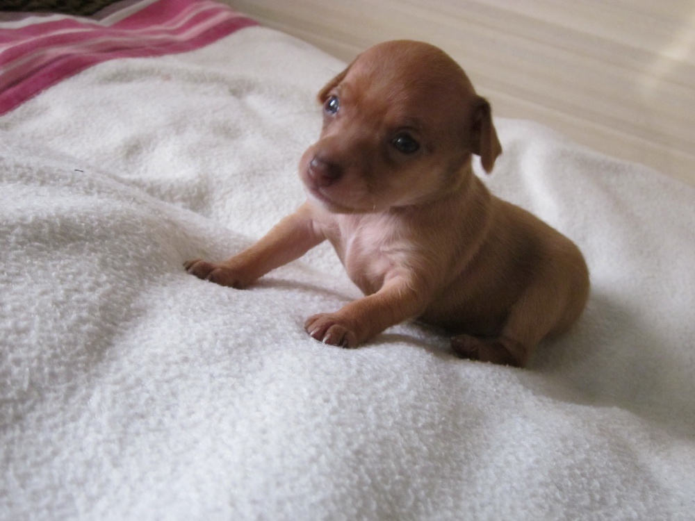 English Toy Terrier puppy