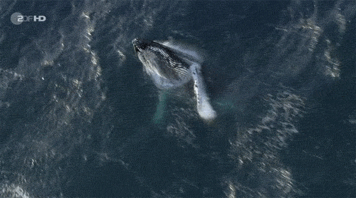 GIF картинка: кит нападає на зграю риб