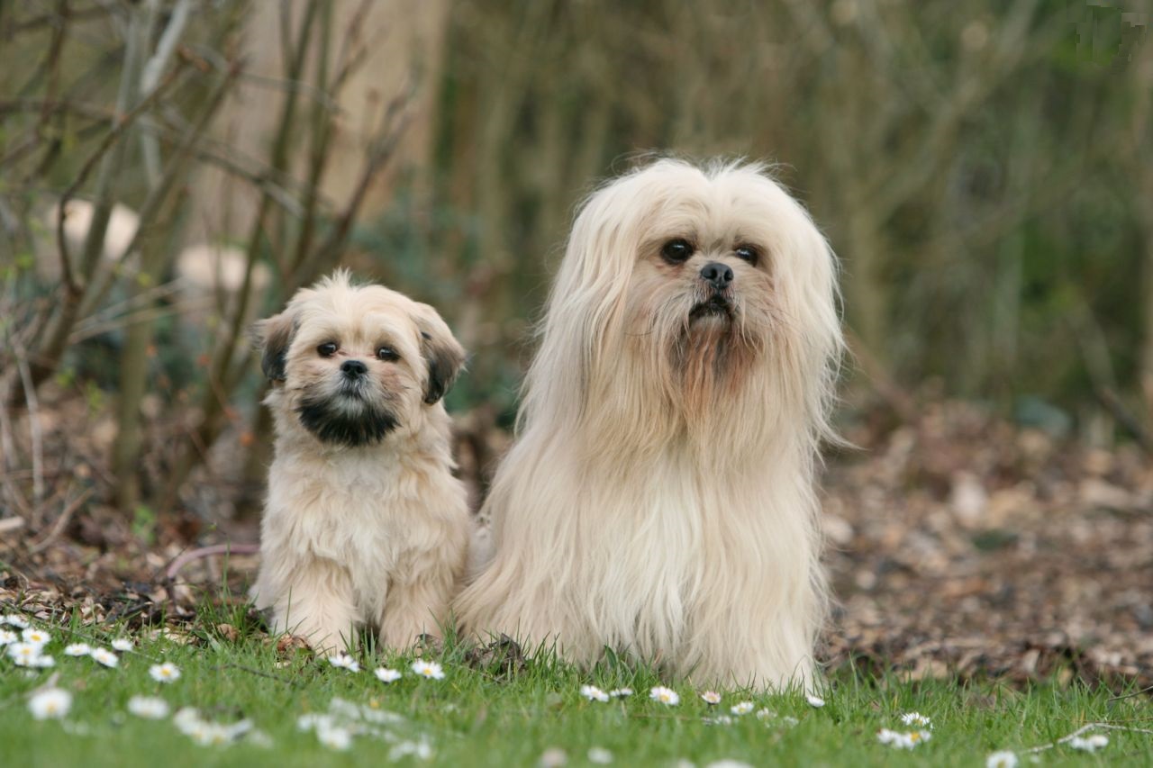 Adult lhasa apso bi puppy