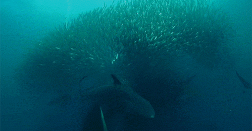 GIF slika: kitovi napadaju školu ribe
