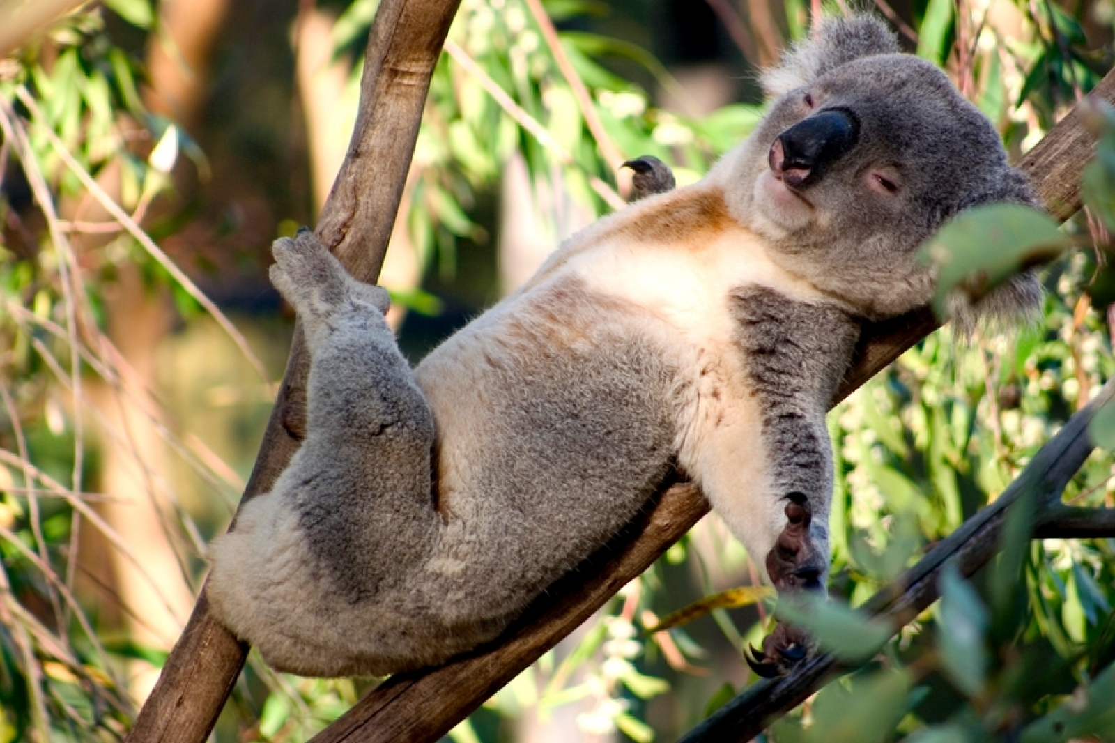 Fotografie koala