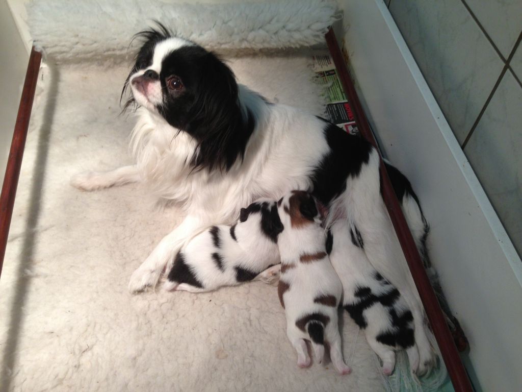 Japanese chin girl with puppies