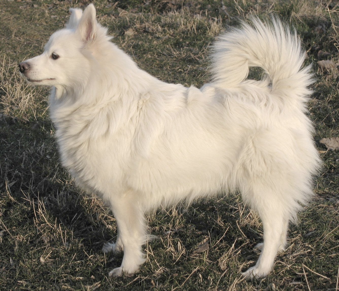 Ang Great German Spitz (o grossing tongs)