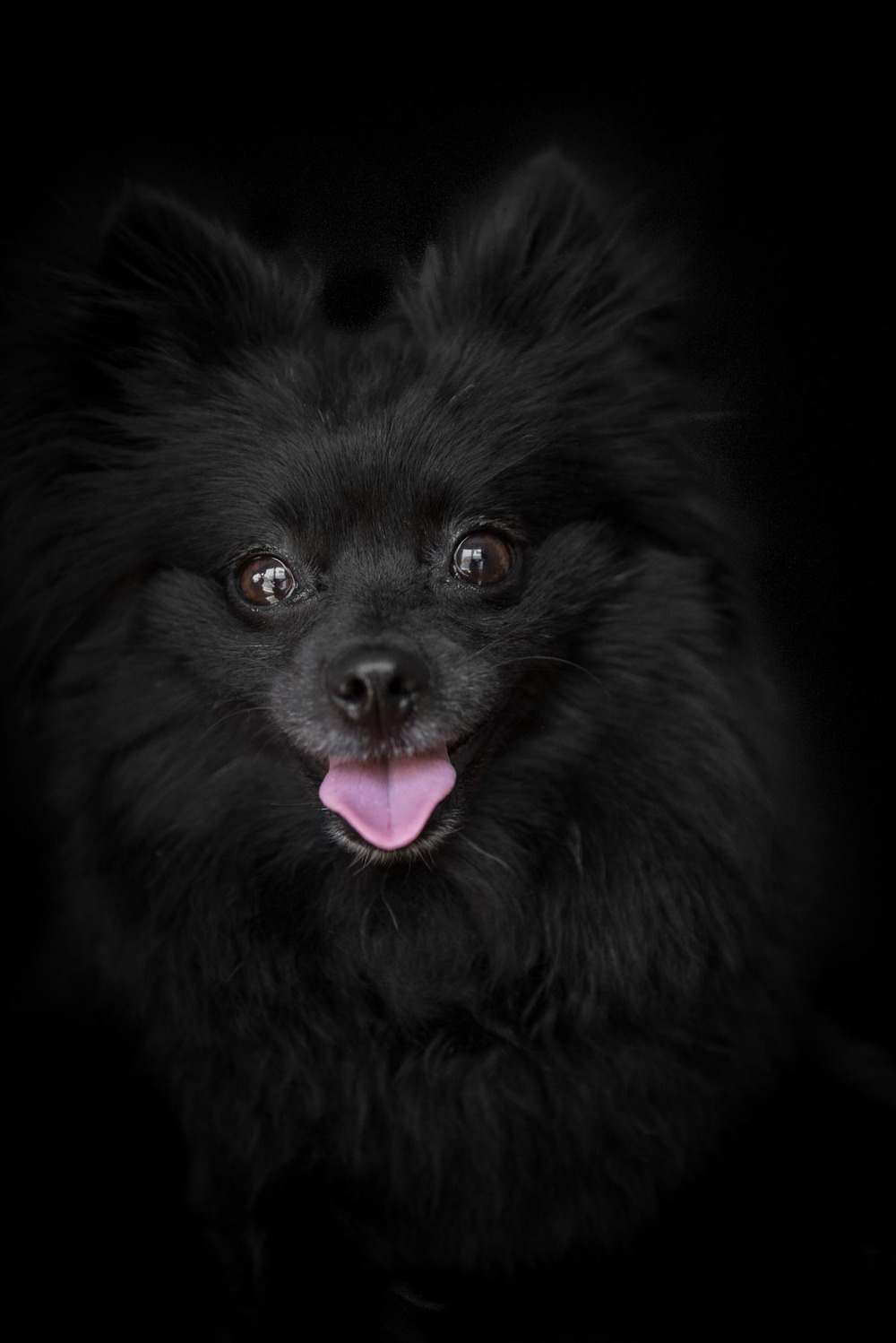 I-Spitz Black Pomeranian