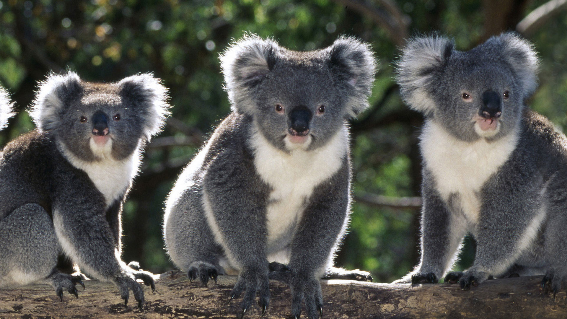 Tiga koala