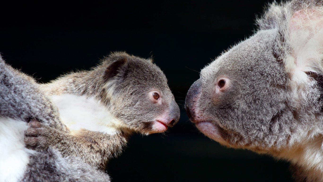Լուսանկարը `koala