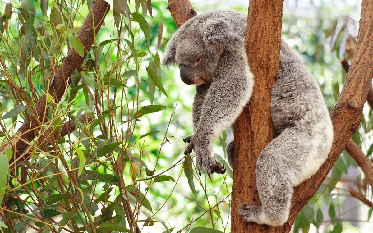 Foto koala