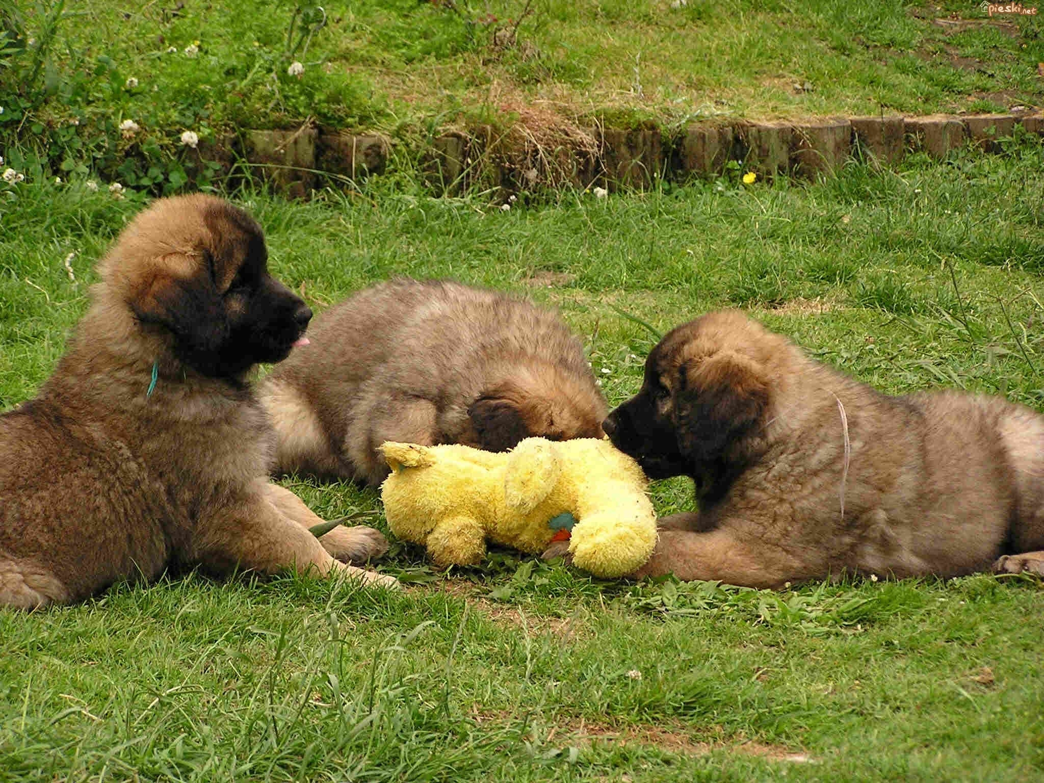 Leonberger puppies play