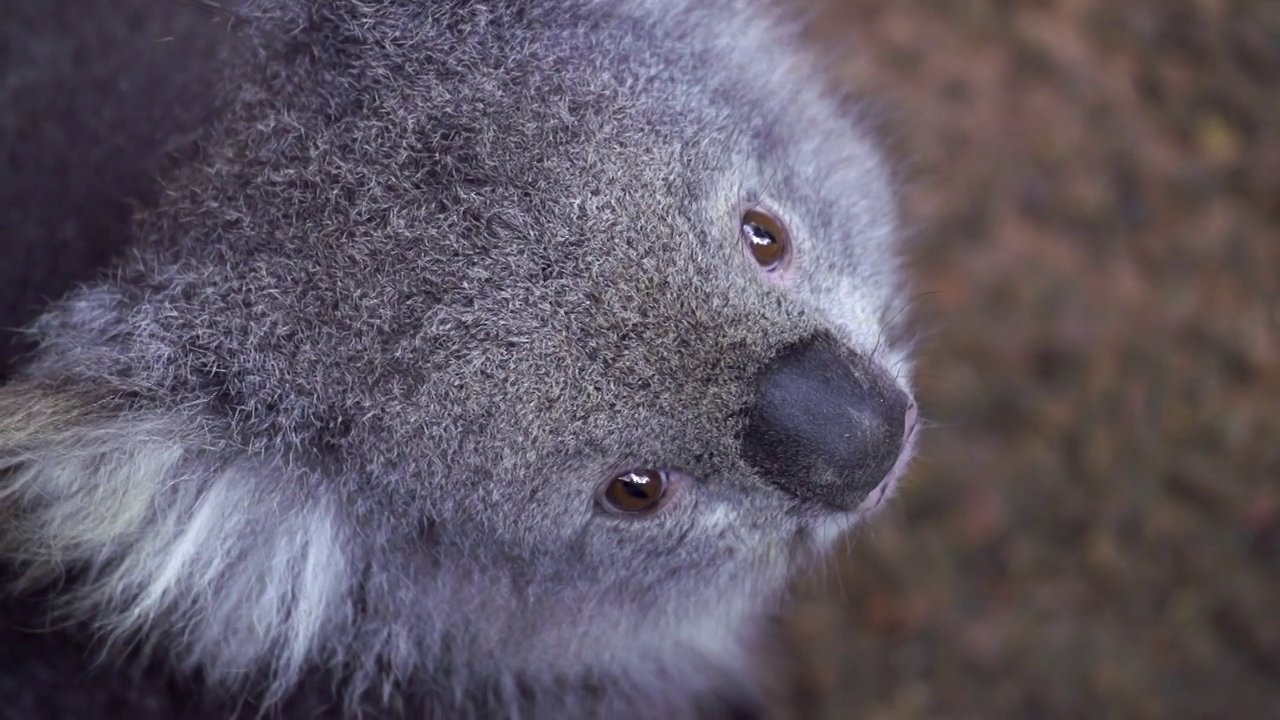 Koala tvár
