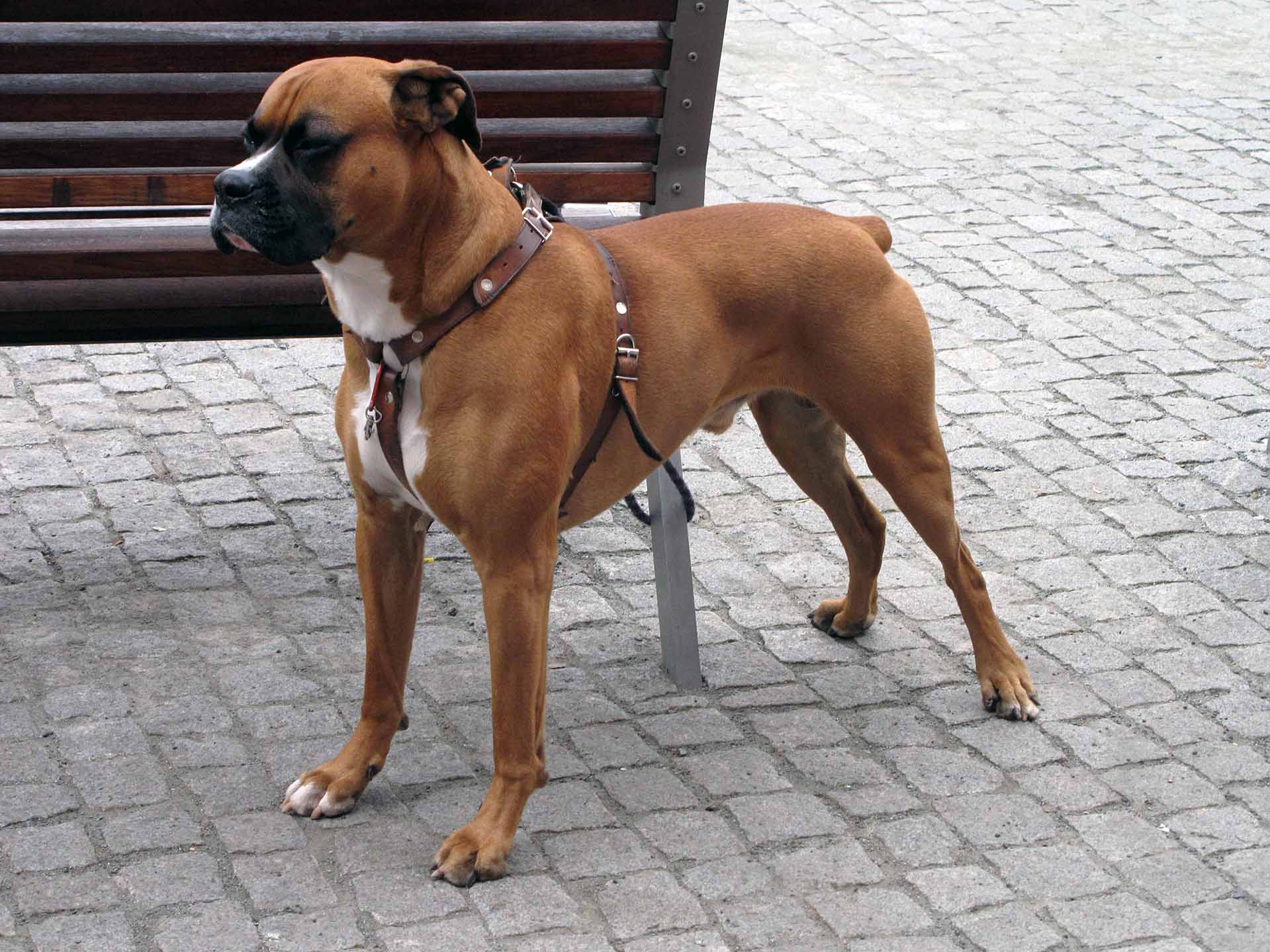 Pugilista alemão: foto do cão
