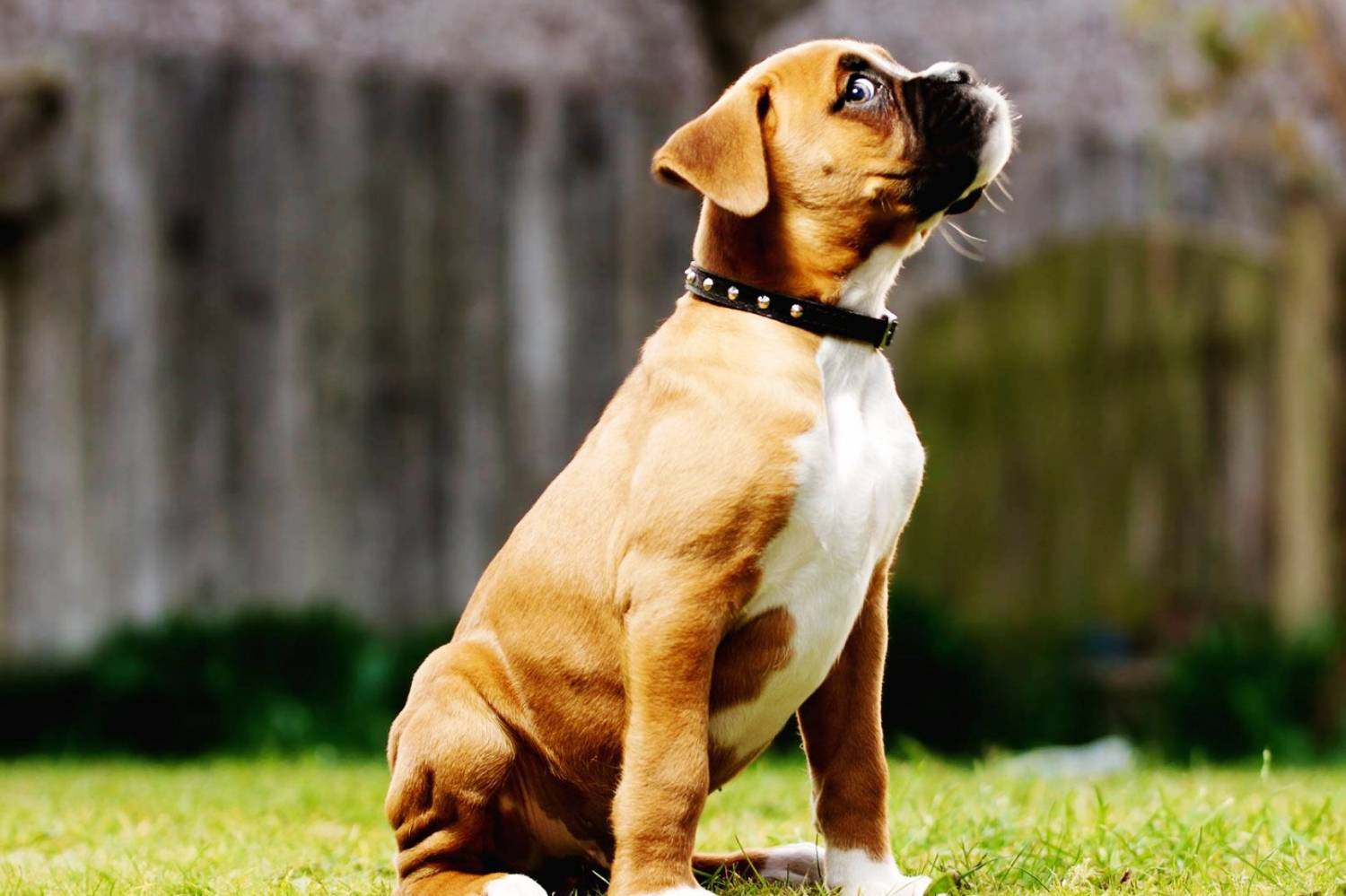 German boxer puppy