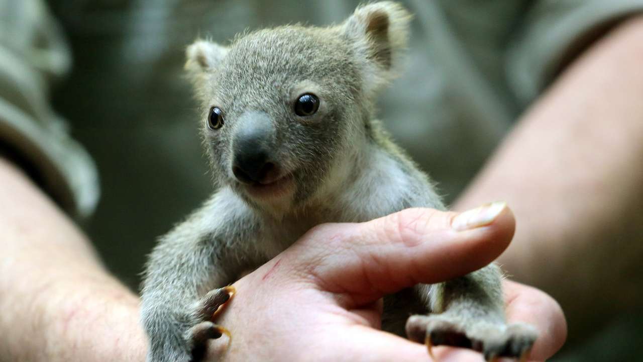 Ti bebe koalas