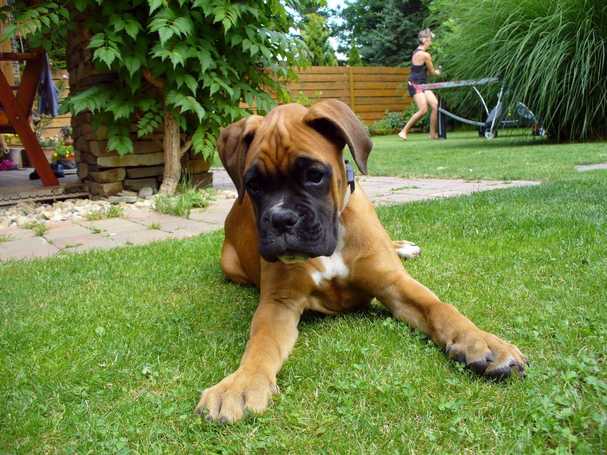 German boxer puppy