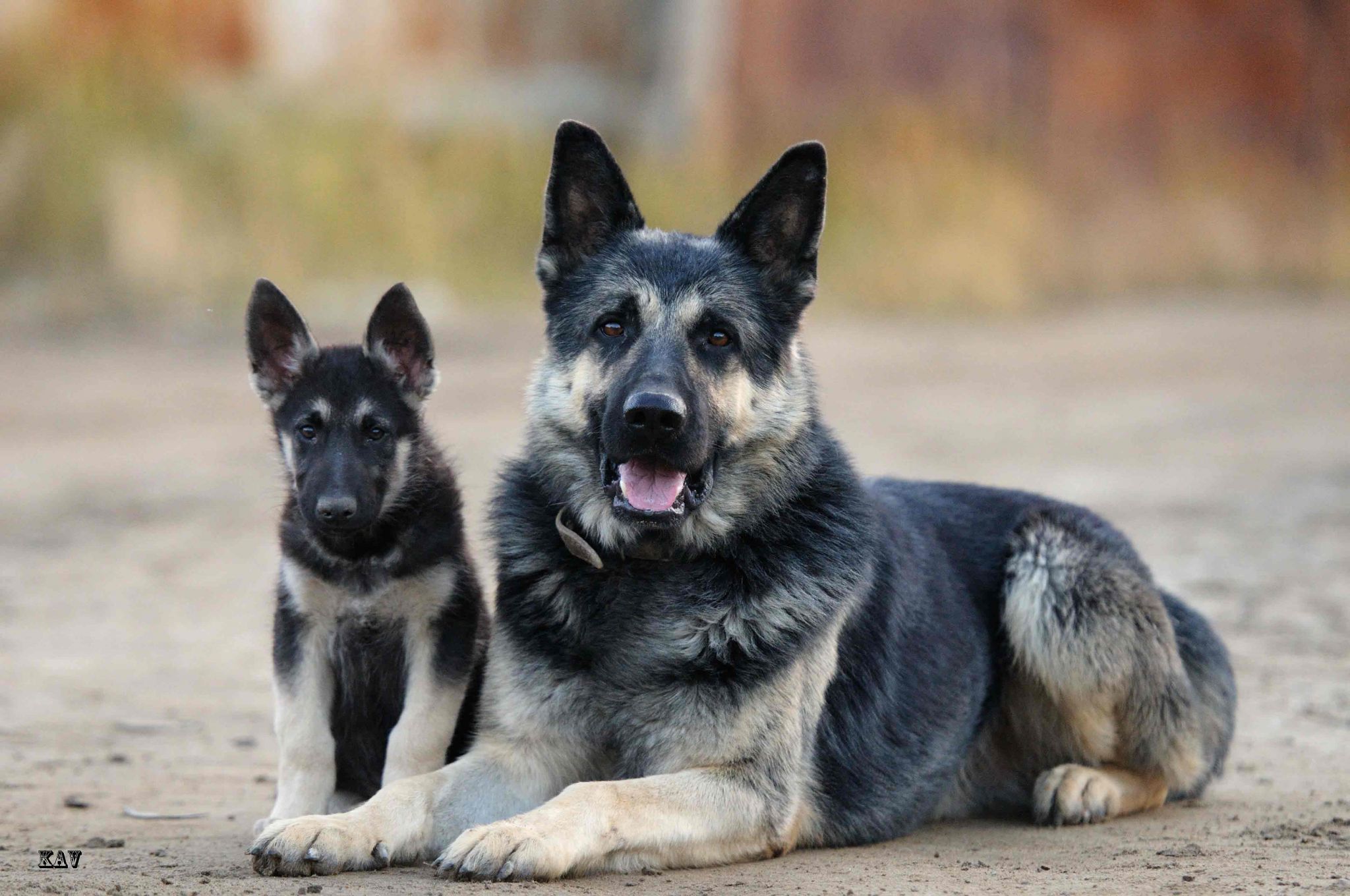 East European Shepherd with puppy