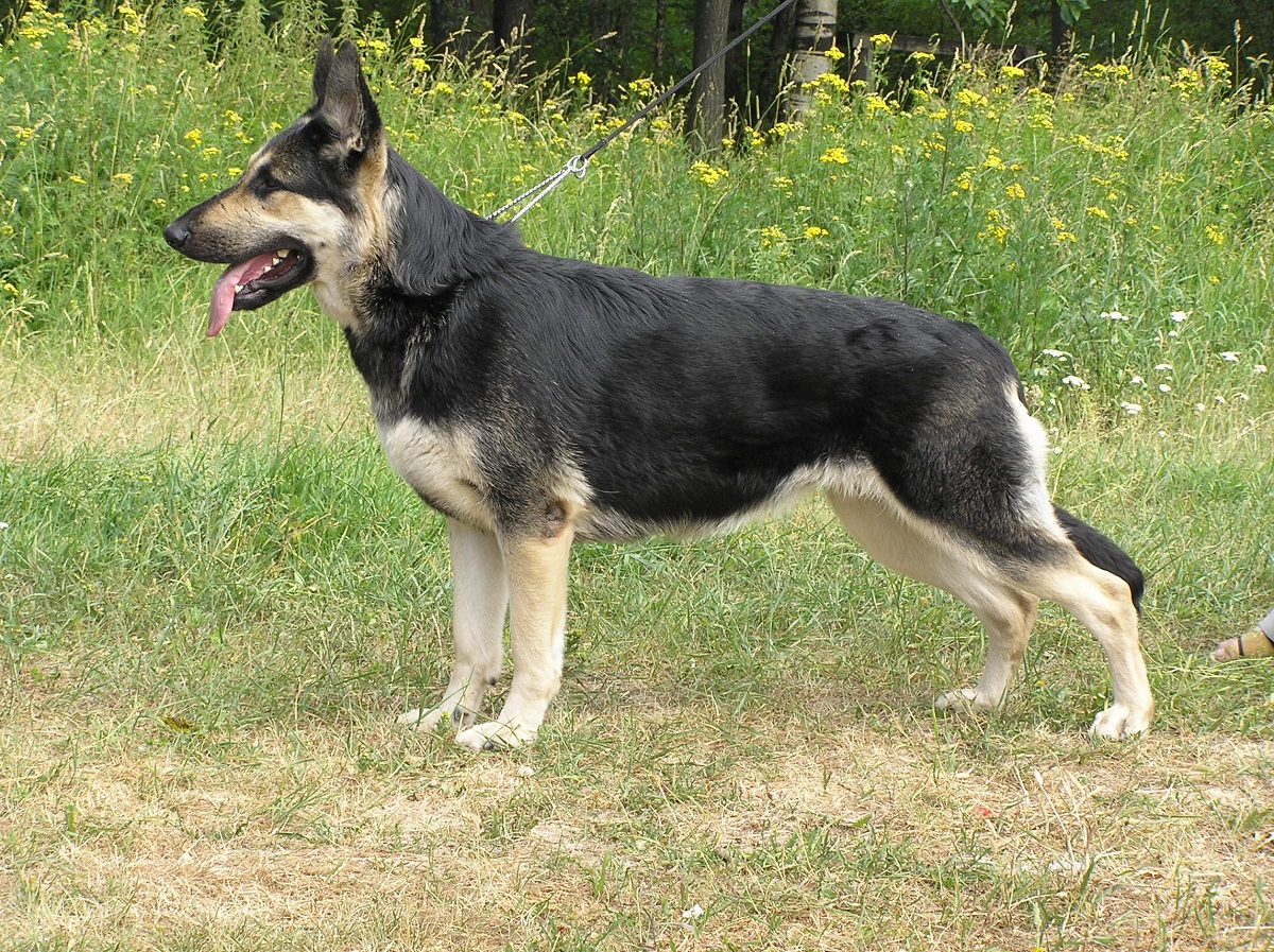 Photo of east european shepherd dog