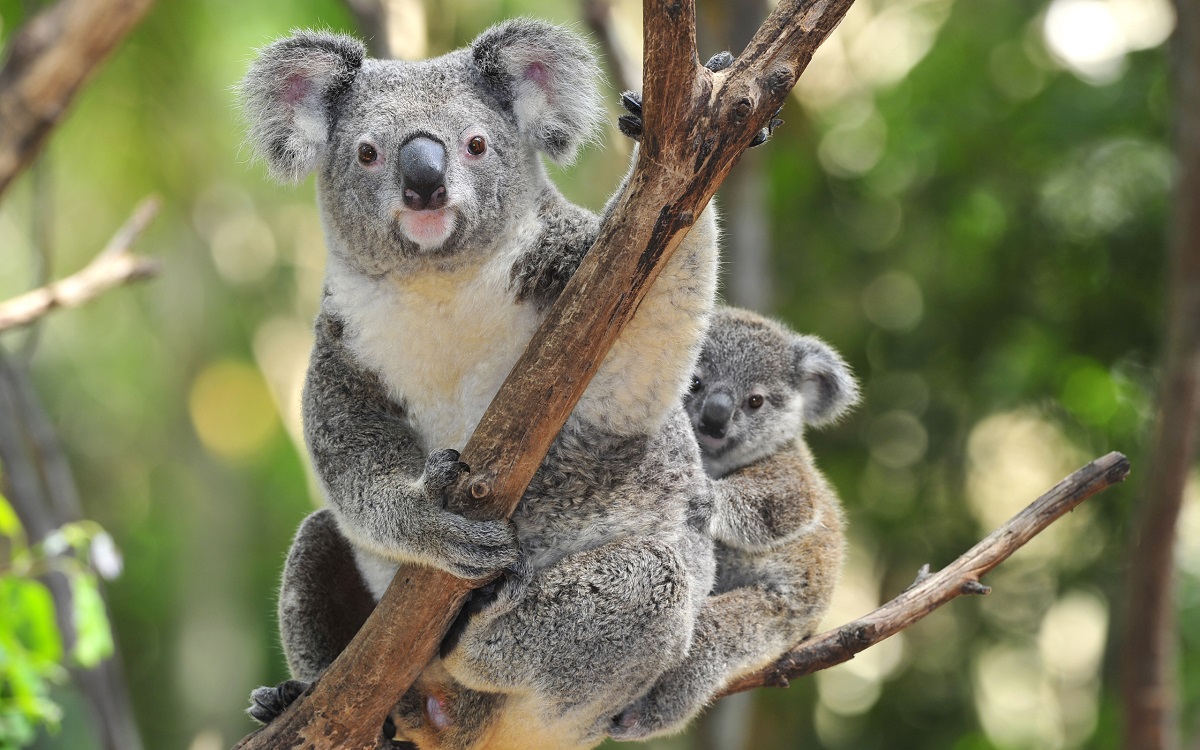 I-Koala