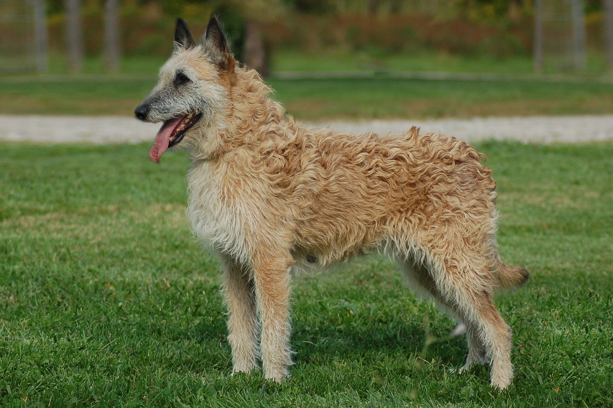 Belgjik Shepherd Dog: Foto LaChenoy