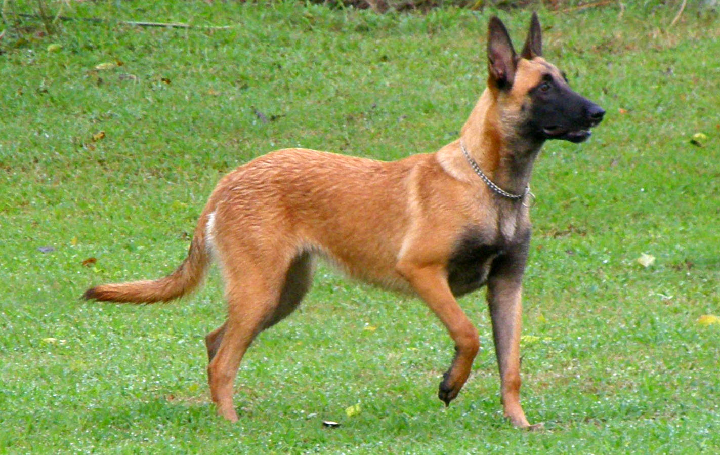 Belgian Shepherd Dog: Photo Malinois