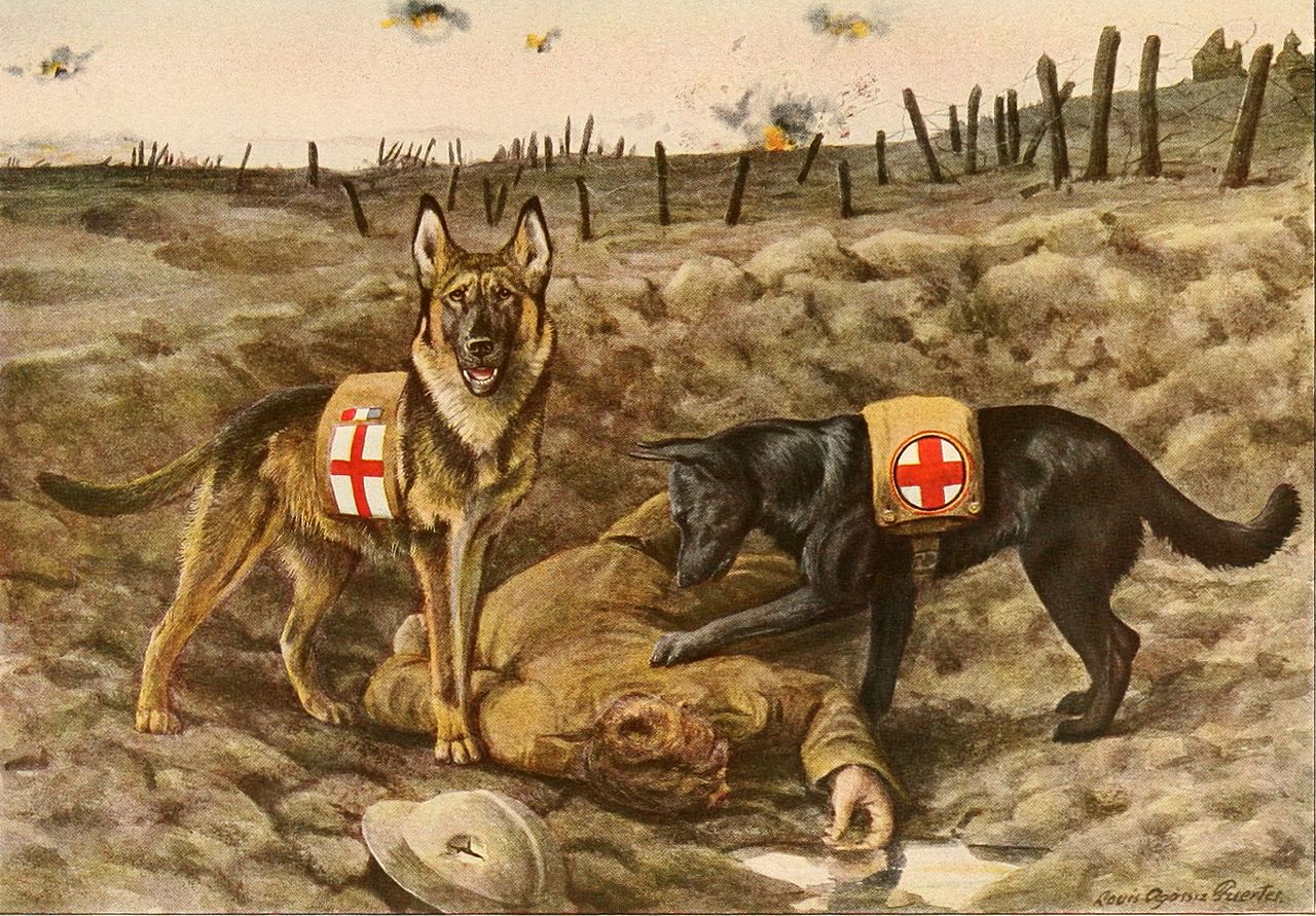 Imagen: Pastores belgas en el campo de batalla.