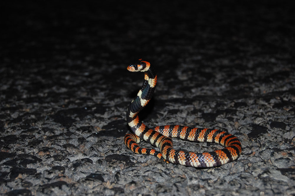 Cobra sud-africana de cranc a la nit