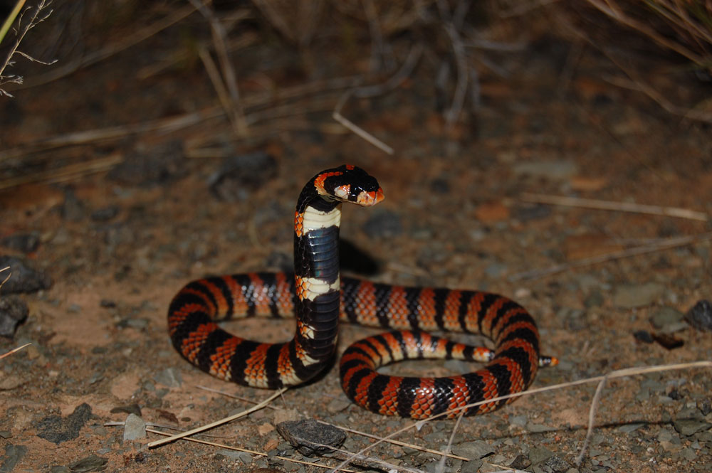 Cobra do Caranguejo Sul-Africano