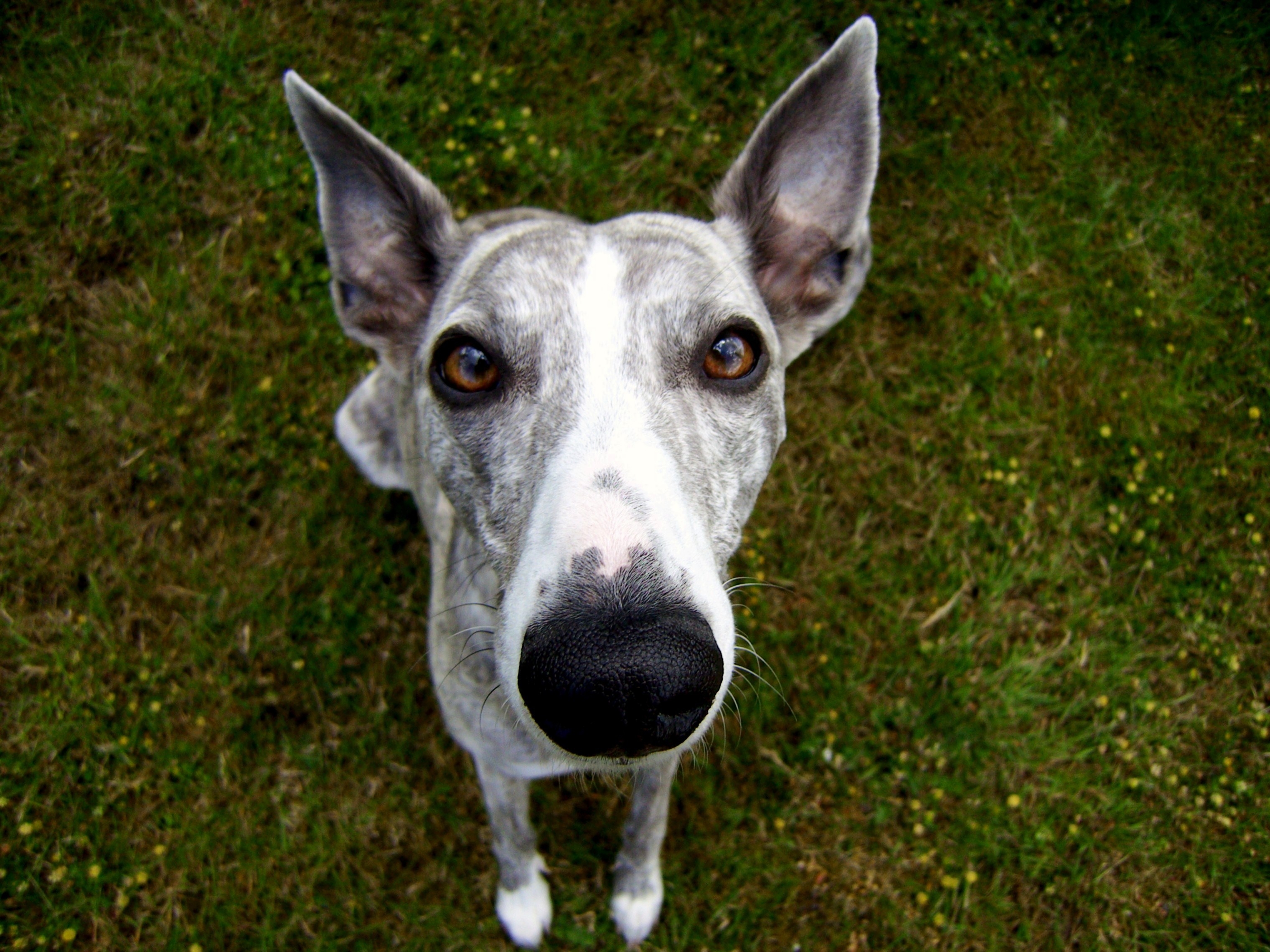 Whippet's muzzle
