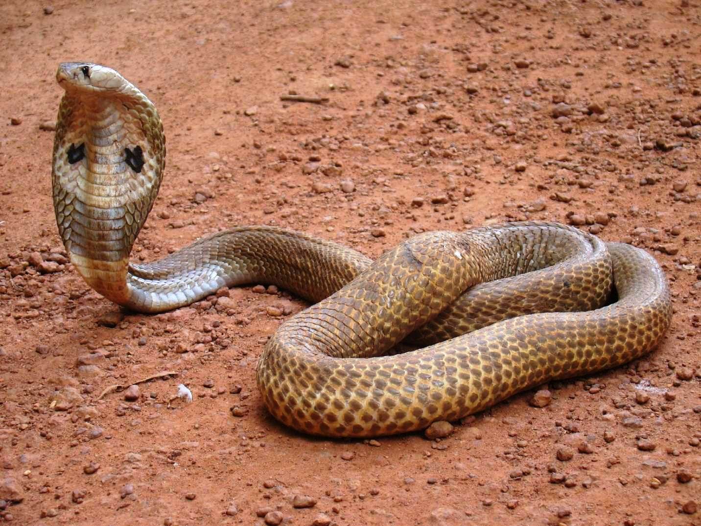 Indijska kobra
