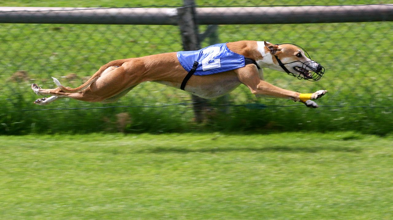 Greyhound dok trči