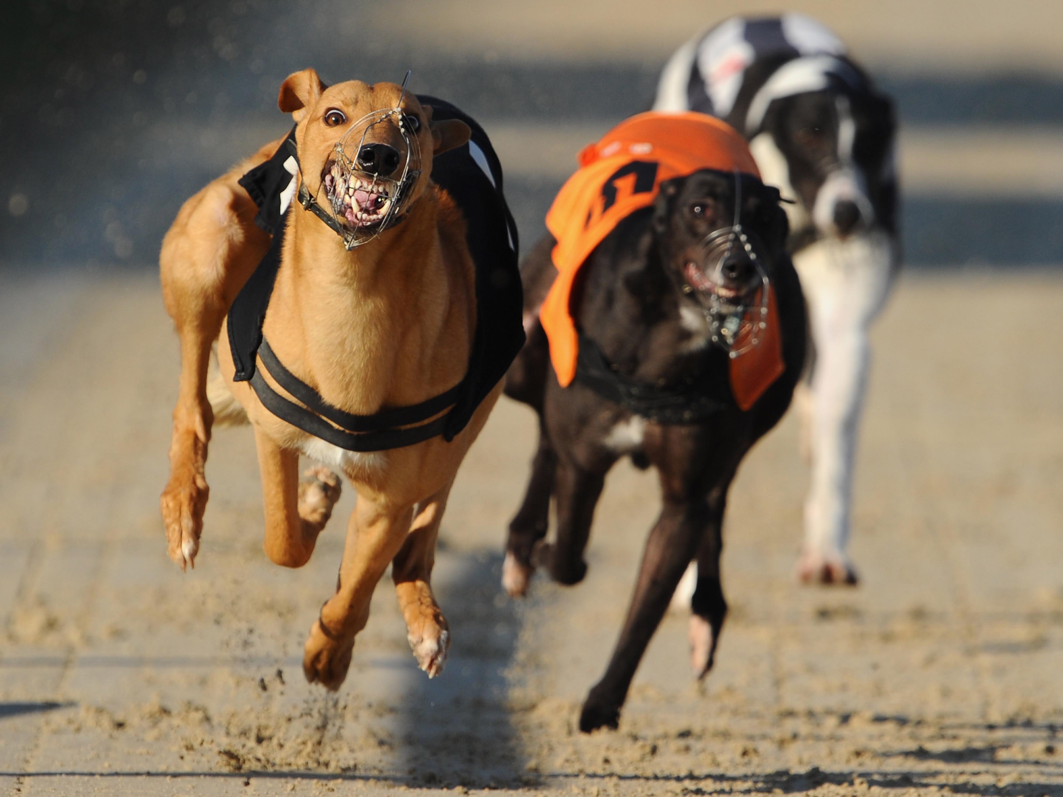Greyhound Race