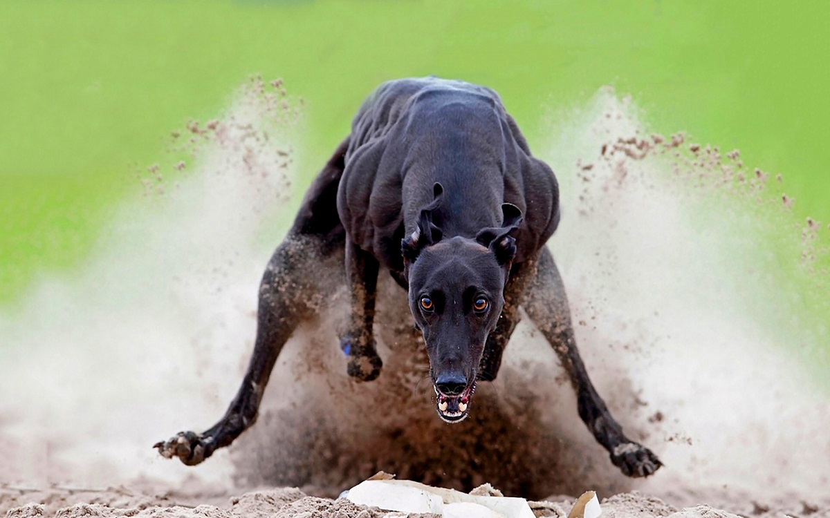 Greyhound sedang berlari