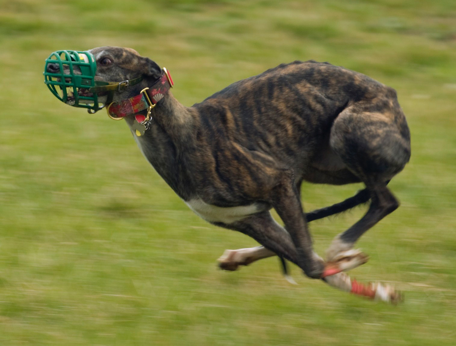 Mynd: Greyhound Runs